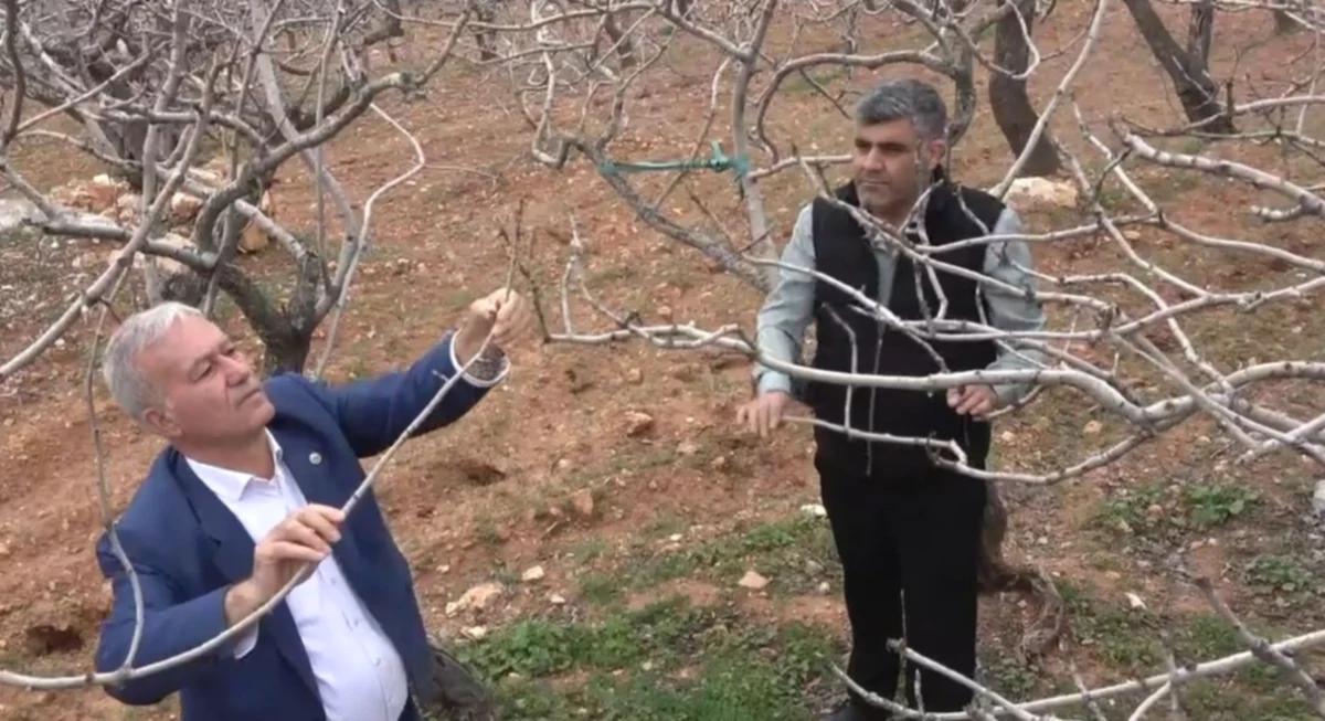 Antep Fıstığı: Yağmur Bereket Getirdi