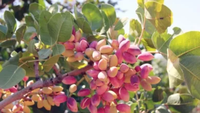 Antep fıstığı ihracatı - Antep Fıstığı Zirvede: İhracat Liderliği Devam