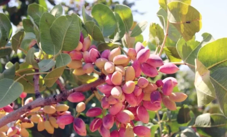 Antep fıstığı ihracatı - Antep Fıstığı Zirvede: İhracat Liderliği Devam