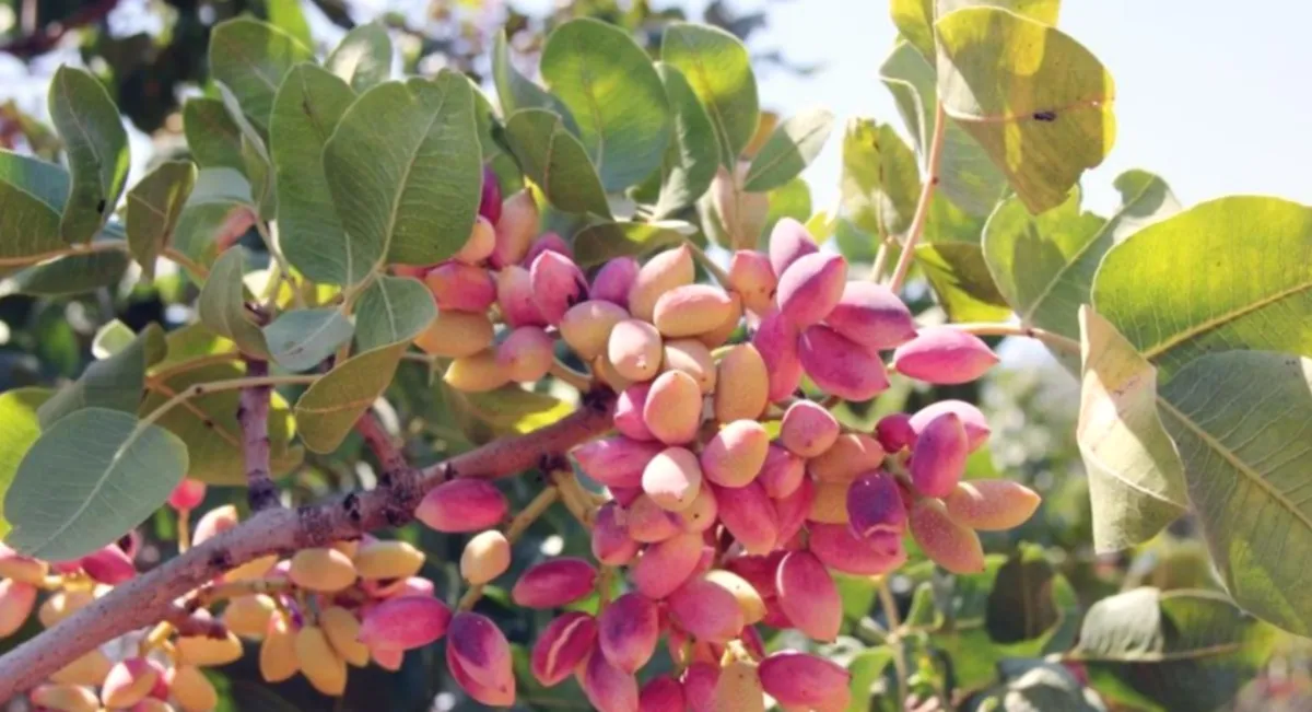 Antep Fıstığı Zirvede: İhracat Liderliği Devam