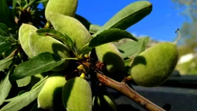 Araban badem çağlası - Araban Badem Çağlası Tezgahlarda