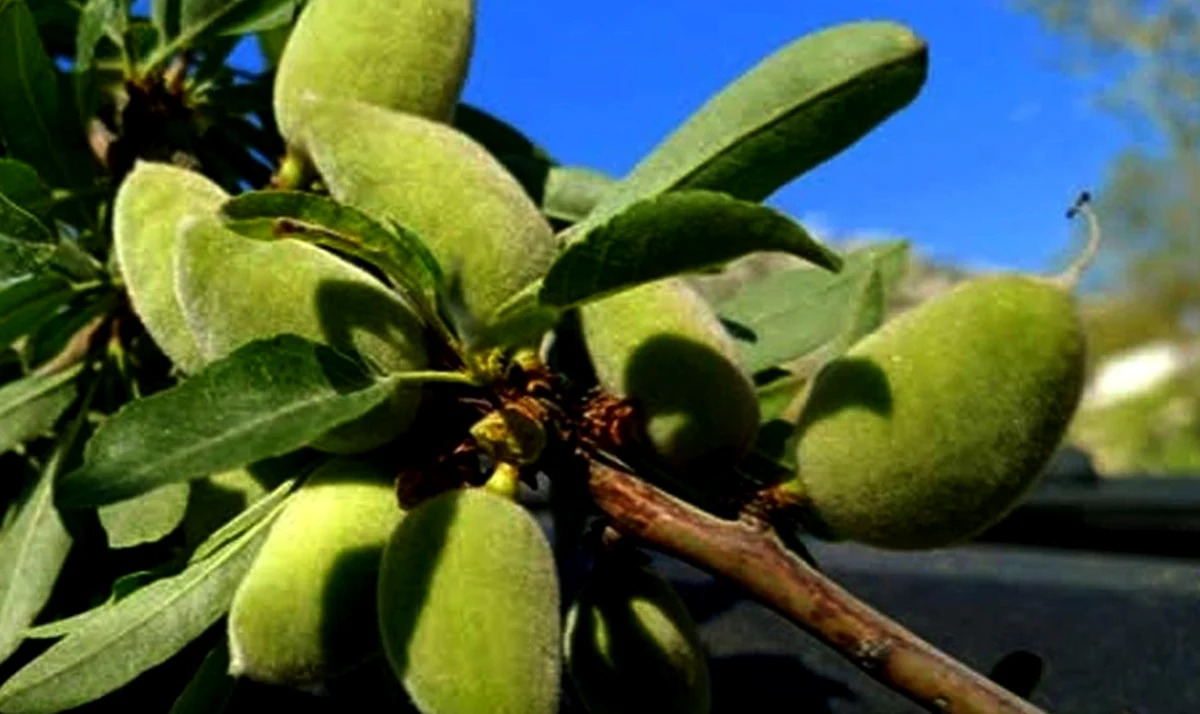 Araban Badem Çağlası Tezgahlarda