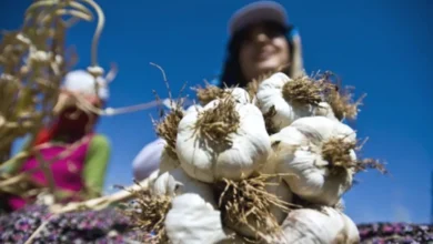 Araban sarımsağı - Araban Sarımsağı Dünya Listesinde!