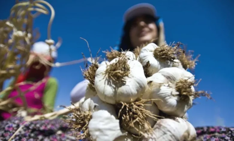 Araban sarımsağı - Araban Sarımsağı Dünya Listesinde!