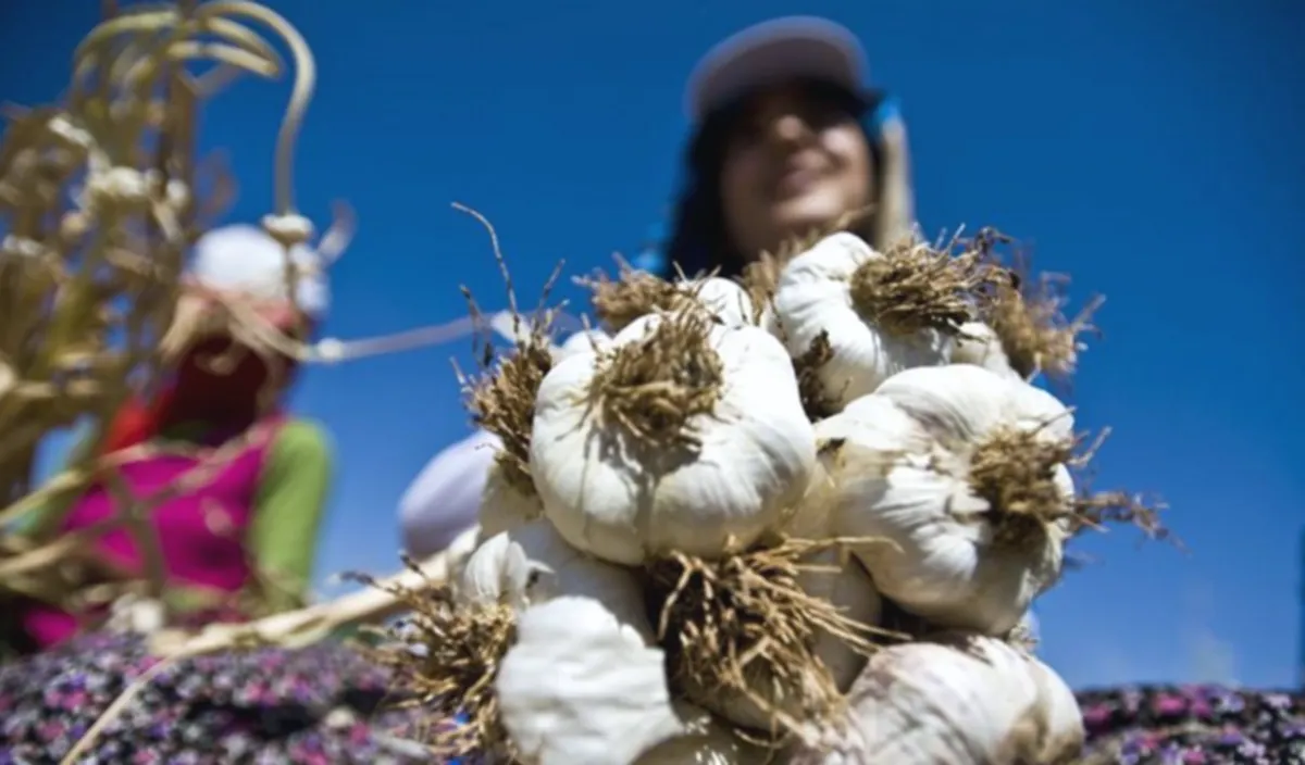 Araban Sarımsağı Dünya Listesinde!