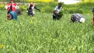 Araban sarımsağı bakımı - Araban sarımsağına altın dokunuş!