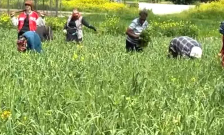 Araban sarımsağı bakımı - Araban sarımsağına altın dokunuş!