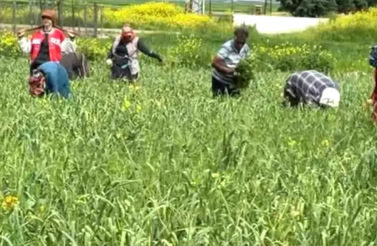 Araban sarımsağına altın dokunuş!