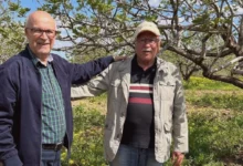 Barak fıstık üretimi - Barak Fıstık Üretimi Tehlikede