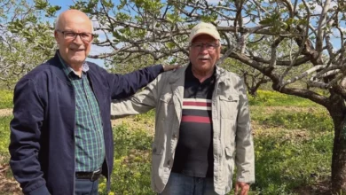 Barak fıstık üretimi - Barak Fıstık Üretimi Tehlikede