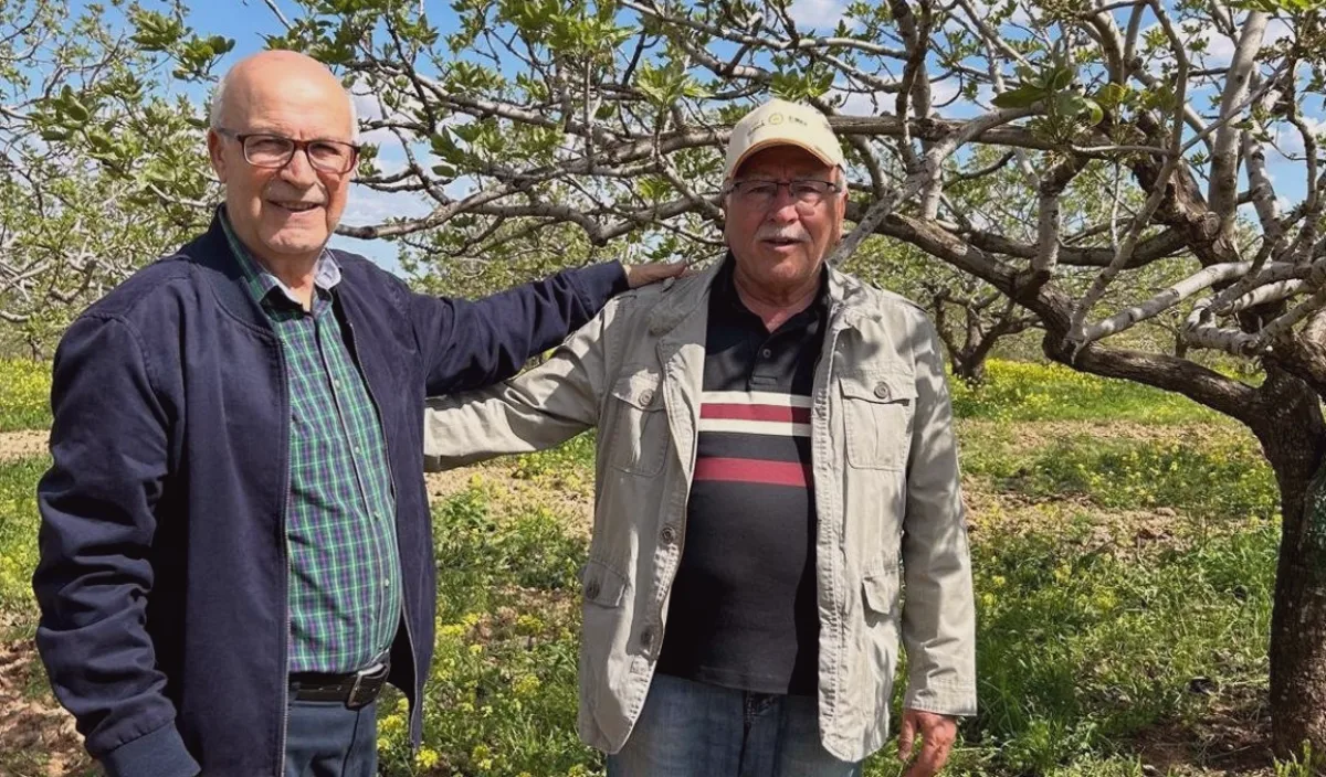 Barak Fıstık Üretimi Tehlikede