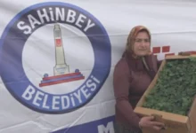 Çiftçi fide desteği - Çiftçiye 5 Milyon Fide Desteği