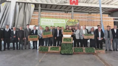 çiftçiye karpuz desteği - Çiftçiye Karpuz Desteği Başladı