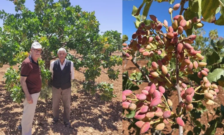 Antep fıstık üretimi - Fıstık Üretimi: Neden Geri Kaldık?