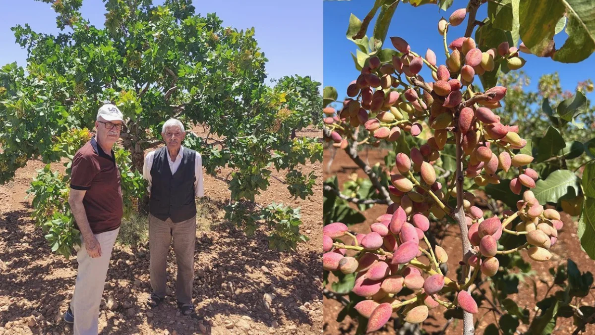 Fıstık Üretimi: Neden Geri Kaldık?