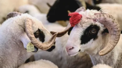 Gaziantep kurbanlık fiyatları - Gaziantep Kurbanlık Fiyatları: Bütçe Dertleri