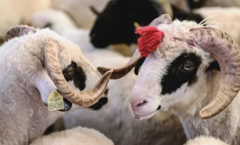 Gaziantep kurbanlık fiyatları - Gaziantep Kurbanlık Fiyatları: Bütçe Dertleri