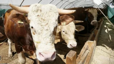 Gaziantep kurbanlık fiyatları - Gaziantep Kurbanlık Fiyatları Cep Yakıyor