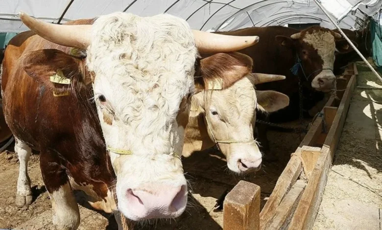 Gaziantep kurbanlık fiyatları - Gaziantep Kurbanlık Fiyatları Cep Yakıyor