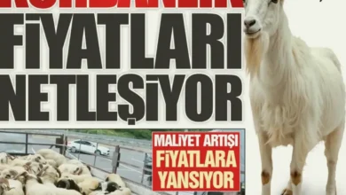 kurbanlık fiyatları - Gaziantep Kurbanlık Fiyatları: Maliyet Artışı Pazar Bekle...