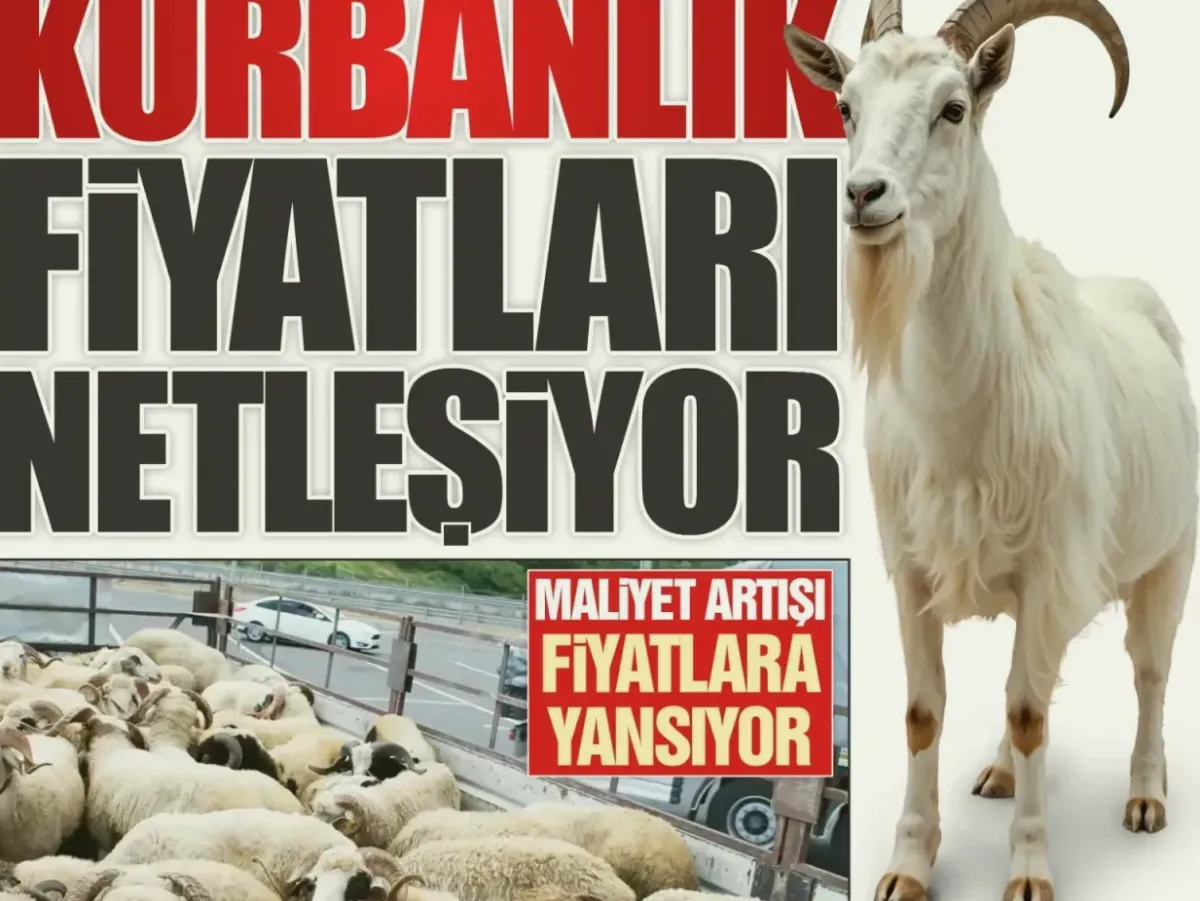 Gaziantep Kurbanlık Fiyatları: Maliyet Artışı Pazar Bekle...