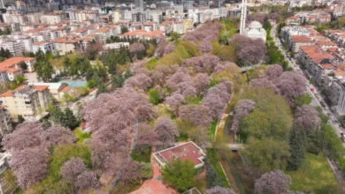 Gaziantep parkları mor - Gaziantep Parkları Mor Pavyonya Renklerine Büründü