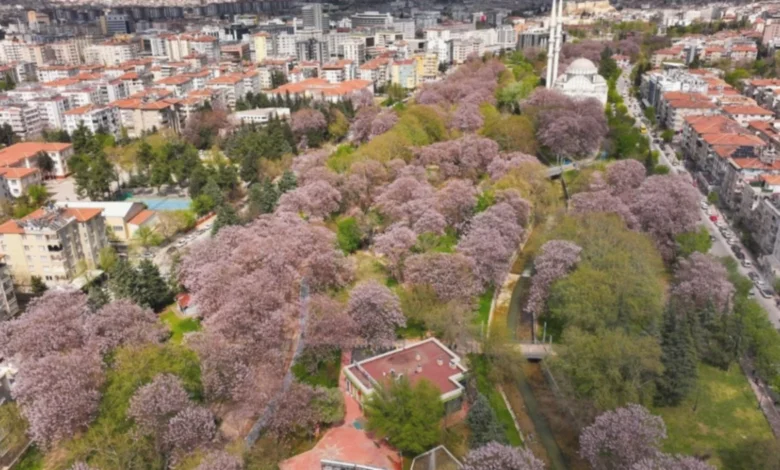 Gaziantep parkları mor - Gaziantep Parkları Mor Pavyonya Renklerine Büründü