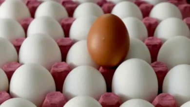 yumurta fiyatları - Gaziantep Yumurta Fiyatları Neden Düştü?