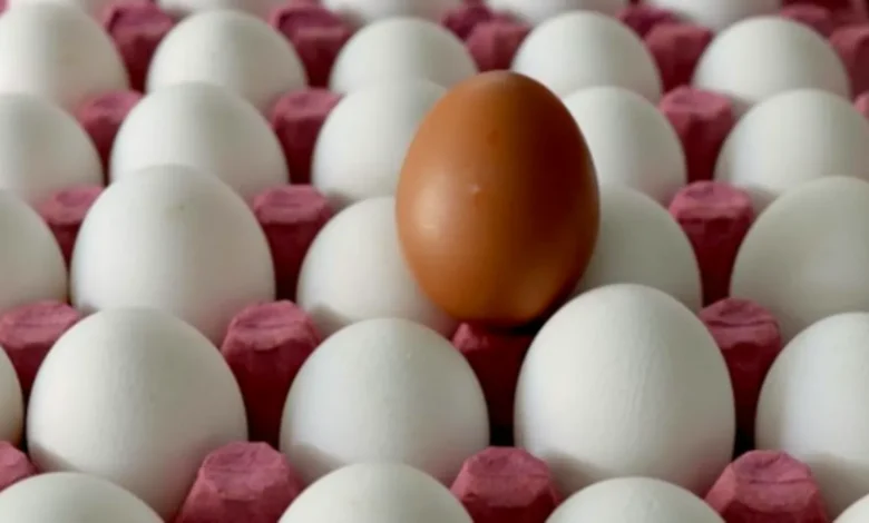 yumurta fiyatları - Gaziantep Yumurta Fiyatları Neden Düştü?