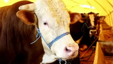 Gaziantep kurban zam - Gaziantep'te Büyük Zam: Kurban Fiyatları Uçuyor