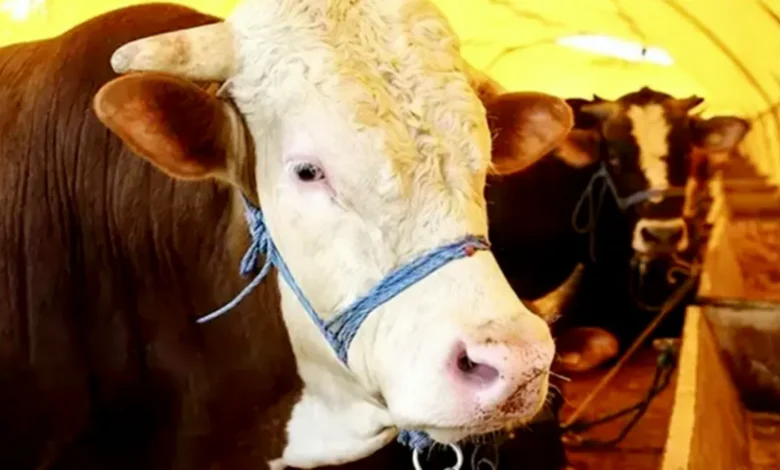 Gaziantep kurban zam - Gaziantep'te Büyük Zam: Kurban Fiyatları Uçuyor