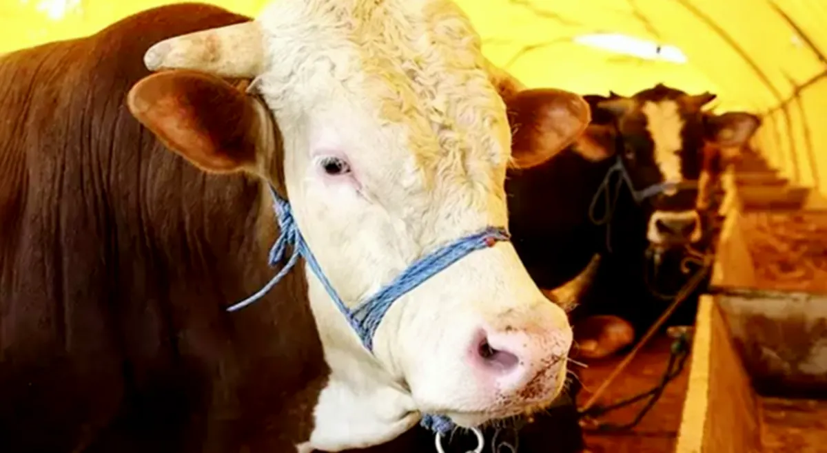 Gaziantep'te Büyük Zam: Kurban Fiyatları Uçuyor