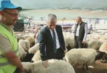 Kurban Fiyatları - Kurban Fiyatları Netleşiyor: Tahmazoğlu Açıklıyor