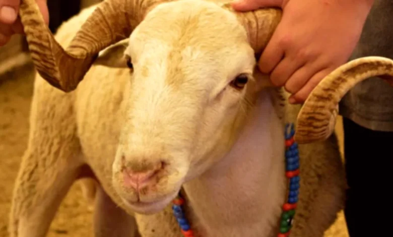 kurbanlık fiyatları - Kurbanlık Fiyatları: Gaziantep Üreticisi Ne Bekliyor?