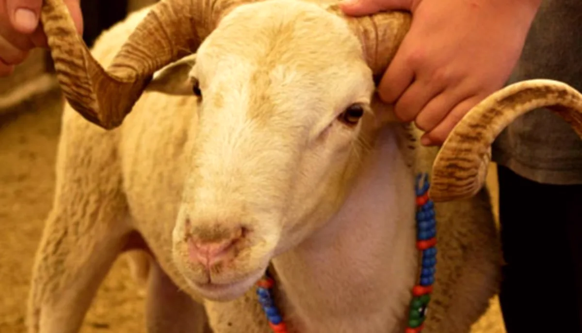 Kurbanlık Fiyatları: Gaziantep Üreticisi Ne Bekliyor?