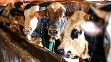 kurbanlık fiyatları - Kurbanlık Fiyatları: Gaziantep'te Cep Yanıyor