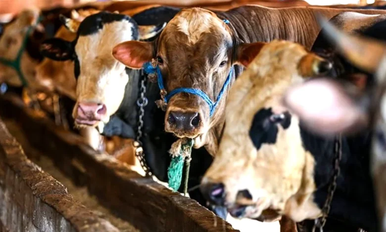 kurbanlık fiyatları - Kurbanlık Fiyatları: Gaziantep'te Cep Yanıyor