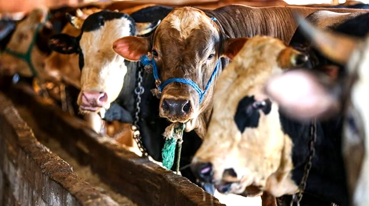 Kurbanlık Fiyatları: Gaziantep'te Cep Yanıyor