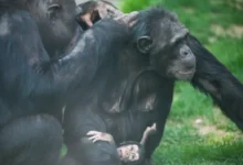 yavru şempanze - Parkın Yeni Gözdesi Yavru Şempanze!