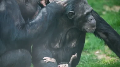 yavru şempanze - Parkın Yeni Gözdesi Yavru Şempanze!