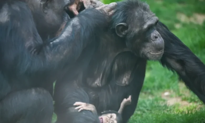 yavru şempanze - Parkın Yeni Gözdesi Yavru Şempanze!