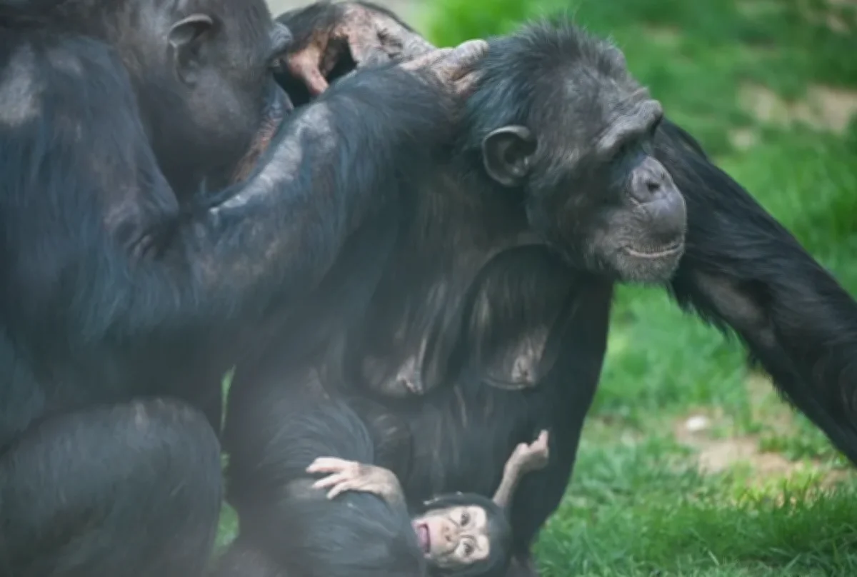Parkın Yeni Gözdesi Yavru Şempanze!