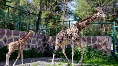 Şakir'in emaneti - Şakir'in Emaneti Gaziantep'te Doğdu