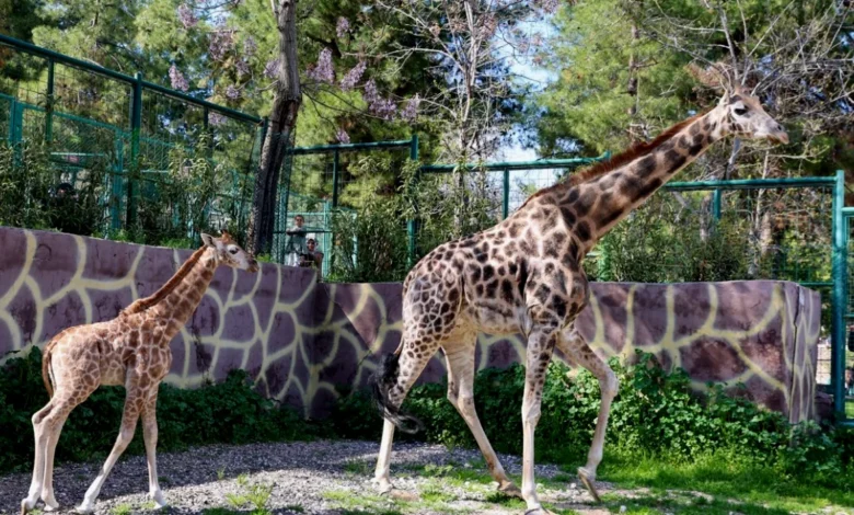 Şakir'in emaneti - Şakir'in Emaneti Gaziantep'te Doğdu
