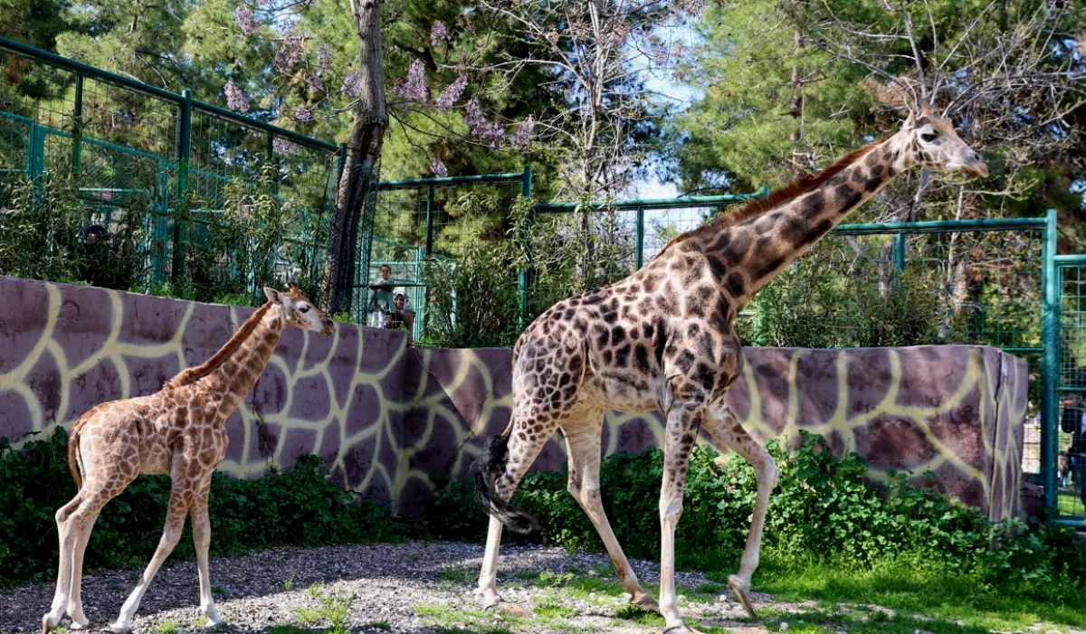 Şakir'in Emaneti Gaziantep'te Doğdu