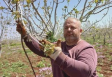 Antep fıstığı tırtıl - Tırtıl İstilası Antep Fıstığını Tehdit Ediyor