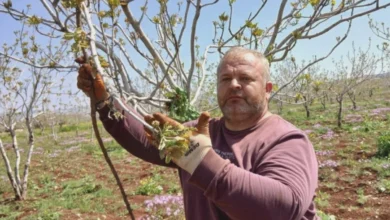 Antep fıstığı tırtıl - Tırtıl İstilası Antep Fıstığını Tehdit Ediyor