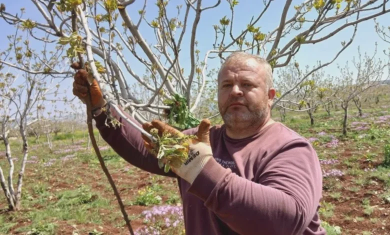 Antep fıstığı tırtıl - Tırtıl İstilası Antep Fıstığını Tehdit Ediyor