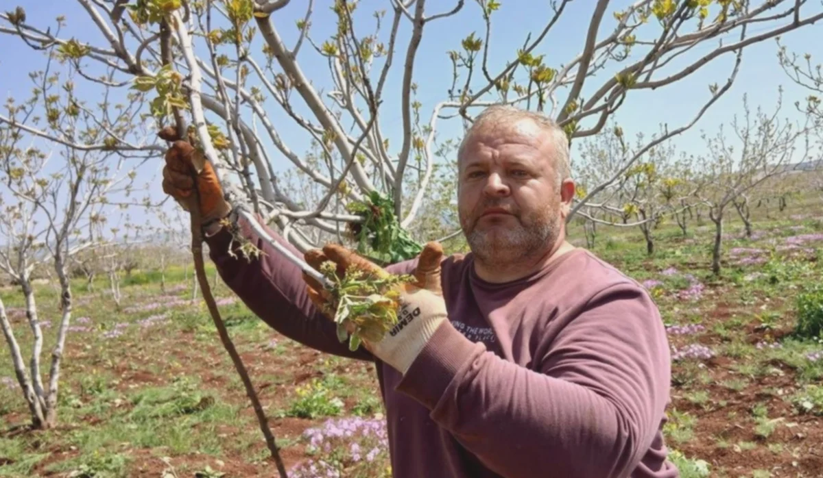 Tırtıl İstilası Antep Fıstığını Tehdit Ediyor