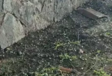 nohut dolu - Yavuzeli'nde Nohut Dolusu Sürprizi